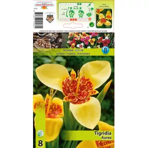 Tigridia Aurea