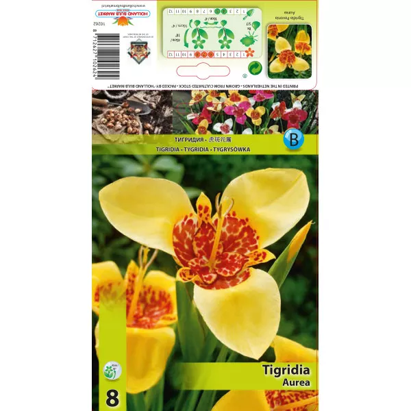 Tigridia Aurea Tigridia Aurea