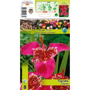 Tigridia Lilacea
