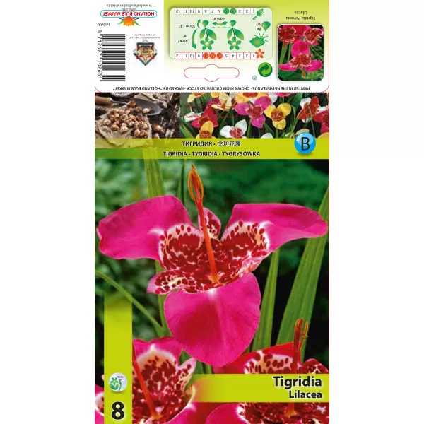 Tigridia Lilacea Tigridia Lilacea