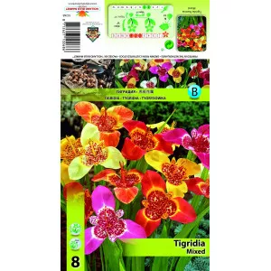 Tigridia mix multicolor
