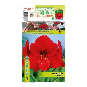 Crin de cameră (Amaryllis) Ferrari