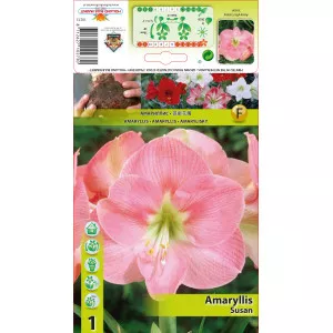 Crin de cameră (Amaryllis) Susan