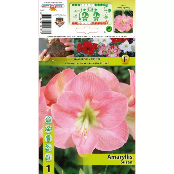 Crin de cameră (Amaryllis) Susan