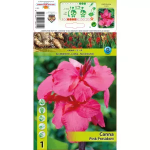 Canna Pink President