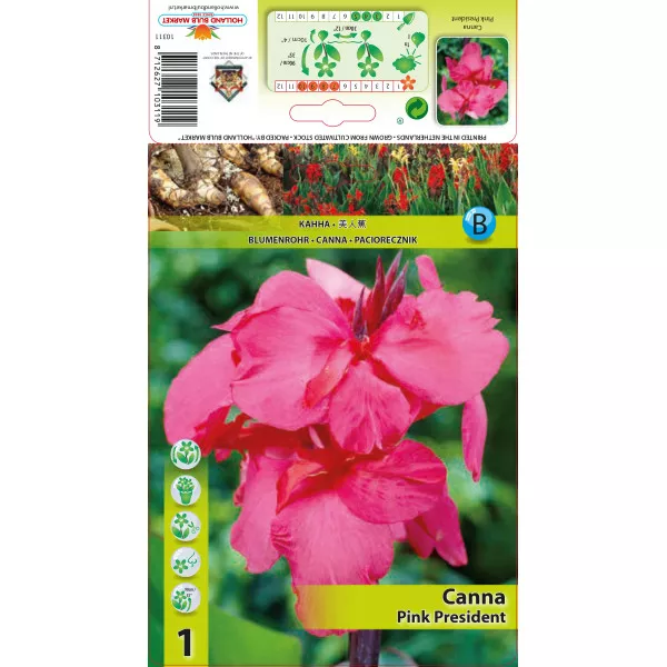 Canna Pink President