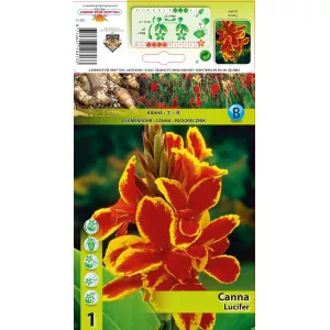 Canna Lucifer