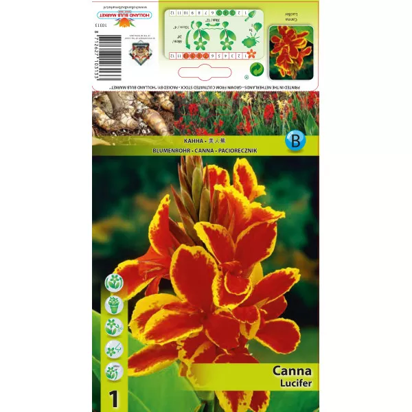 Canna Lucifer