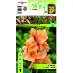 Canna Apricot Dream
