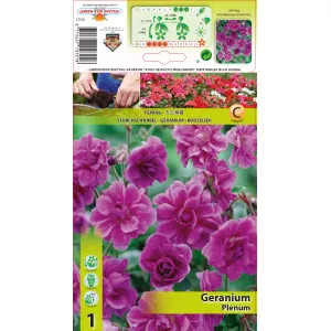 Mușcată englezească (Geranium) Plenum