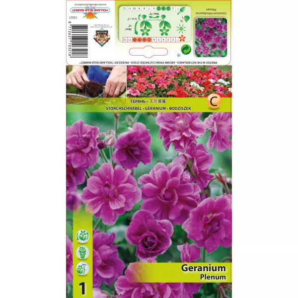 Mușcată englezească (Geranium) Plenum