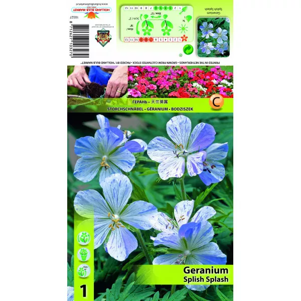 Mușcată englezească (Geranium) Splish Splash