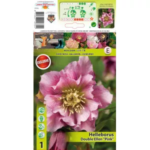 Spânz (Helleborus) Double Ellen roz