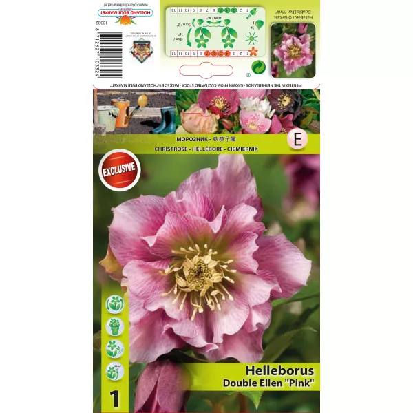 Spânz (Helleborus) Double Ellen roz