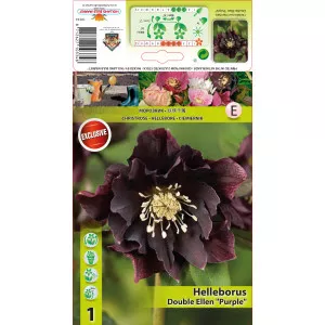 Spânz (Helleborus) Double Ellen violet