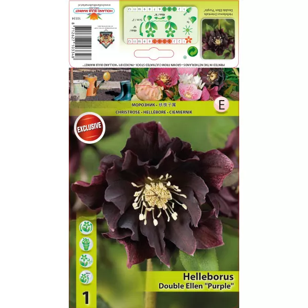 Spânz (Helleborus) Double Ellen violet