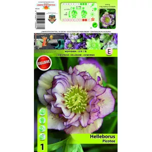 Spânz (Helleborus) Double Ellen Picotee