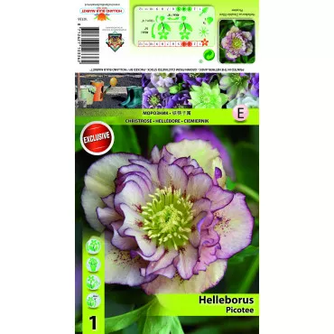Spânz (Helleborus) Double Ellen Picotee