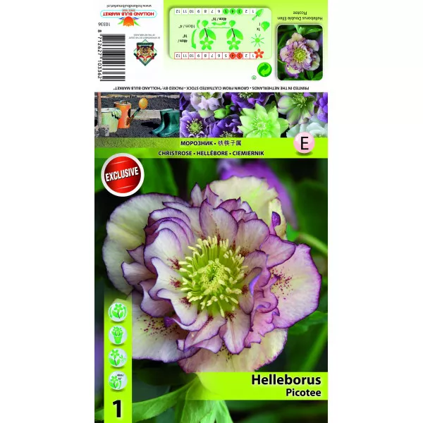 Spânz (Helleborus) Double Ellen Picotee