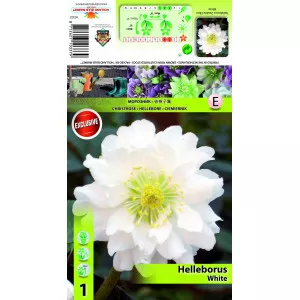 Spânz (Helleborus) Double Ellen alb