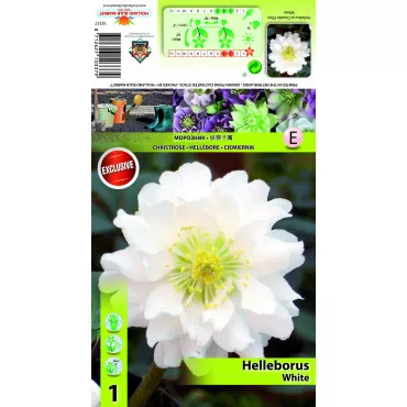 Spânz (Helleborus) Double Ellen alb