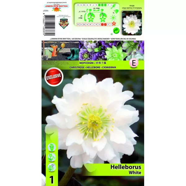 Spânz (Helleborus) Double Ellen alb