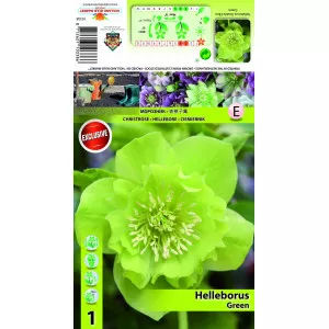 Spânz (Helleborus) Double Ellen verde