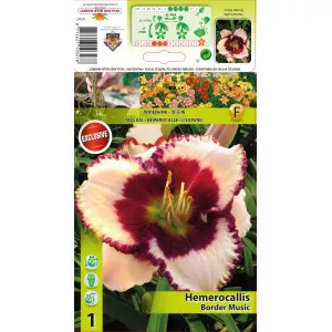 Crin de o zi (Hemerocallis) Border Music