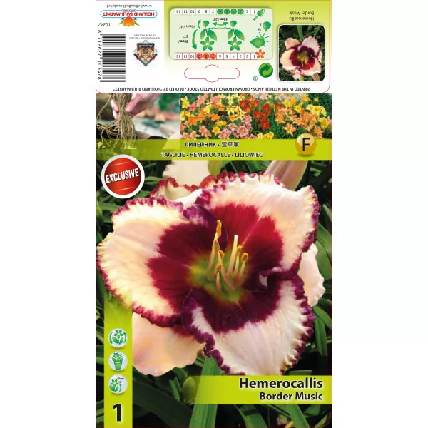 Crin de o zi (Hemerocallis) Border Music