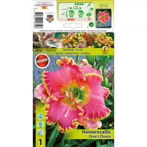 Crin de o zi (Hemerocallis) Diva's Choice