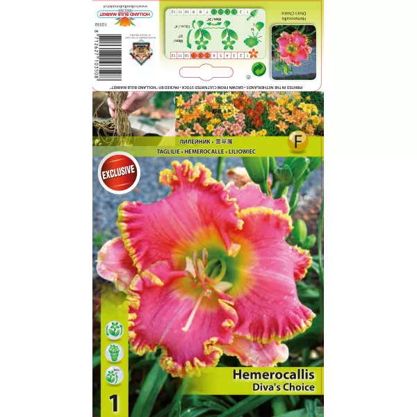 Crin de o zi (Hemerocallis) Diva's Choice