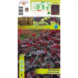 Clopoțel (Heuchera) Palace Purple