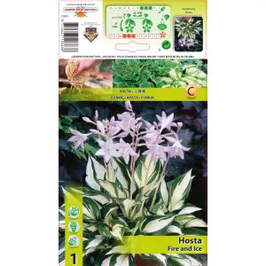 Crin de toamnă (Hosta) Fire and Ice