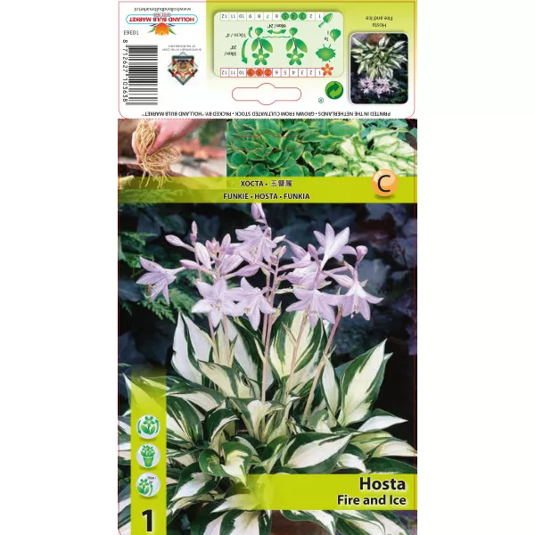 Crin de toamnă (Hosta) Fire and Ice