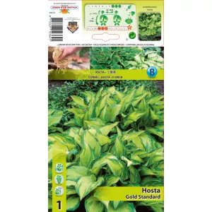 Crin de toamnă (Hosta) Gold Standard