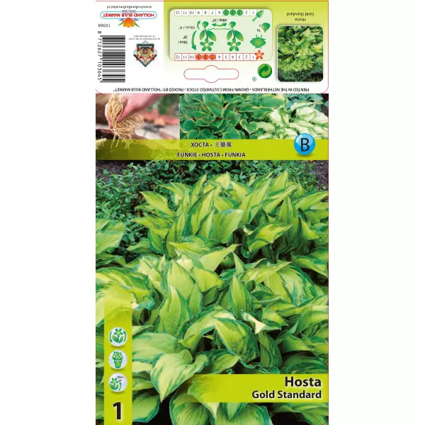 Crin de toamnă (Hosta) Gold Standard