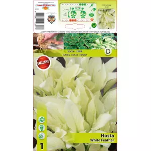 Crin de toamnă (Hosta) White Feather