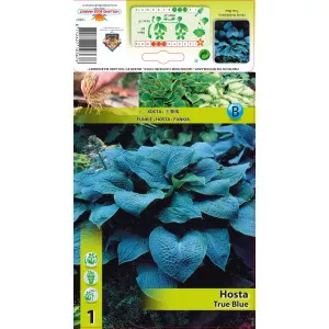 Crin de toamnă (Hosta) True Blue