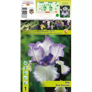 Iris germanica (Stânjenel) Blue Staccato