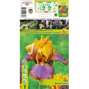 Iris germanica (Stânjenel) Brown Lasso