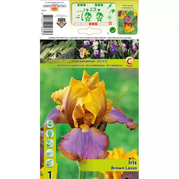 Iris germanica (Stânjenel) Brown Lasso