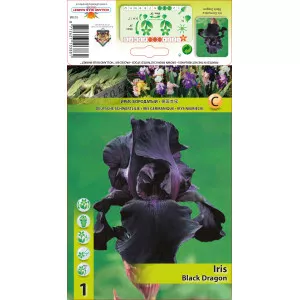 Iris germanica (Stânjenel) Black Dragon