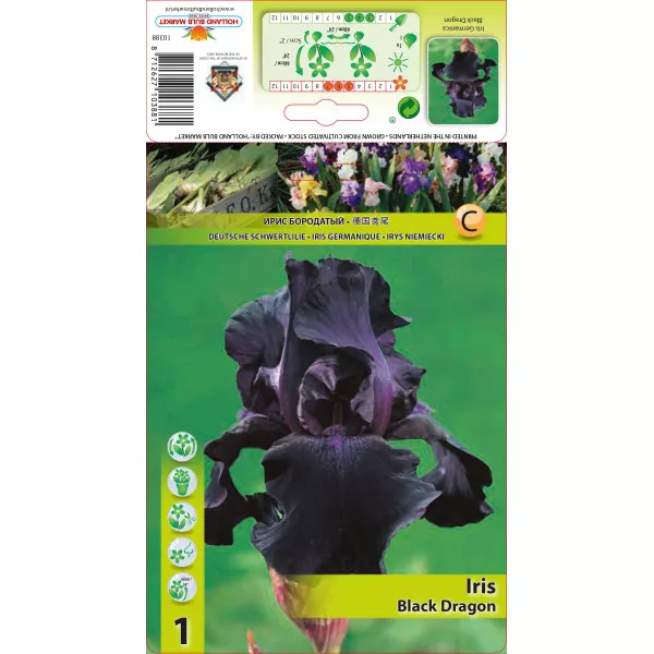 Iris germanica (Stânjenel) Black Dragon