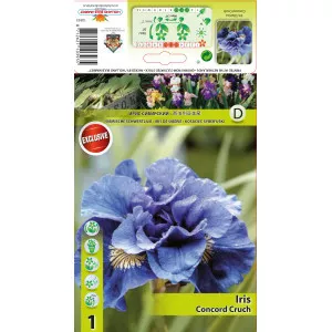 Iris siberian Concord Crush