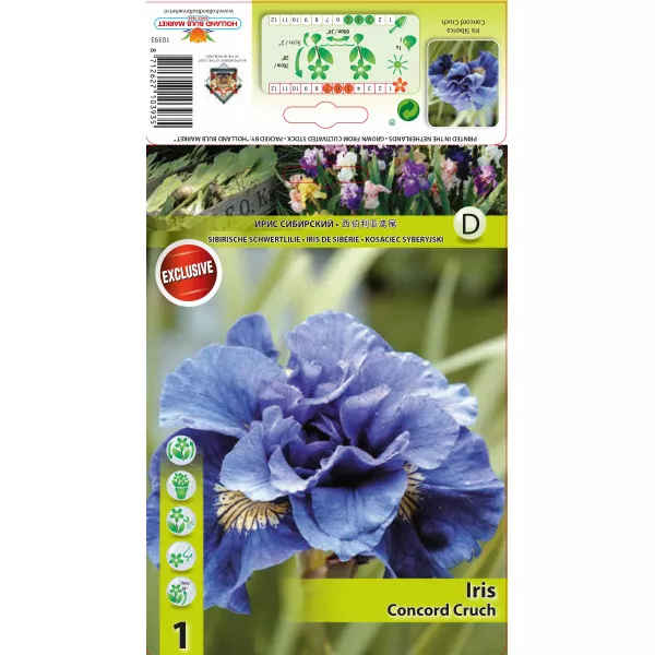 Iris siberian Concord Crush