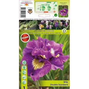 Iris siberian Double Standard
