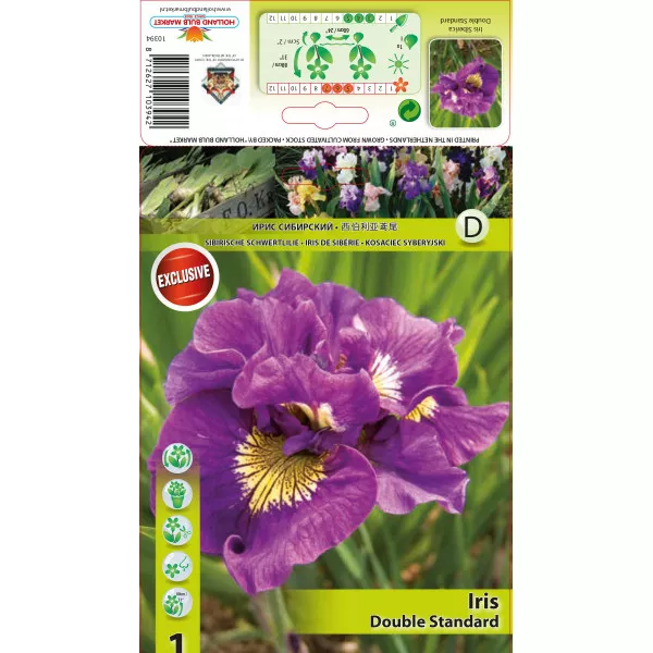 Iris siberian Double Standard