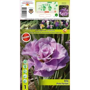 Iris siberian Pink Parfait