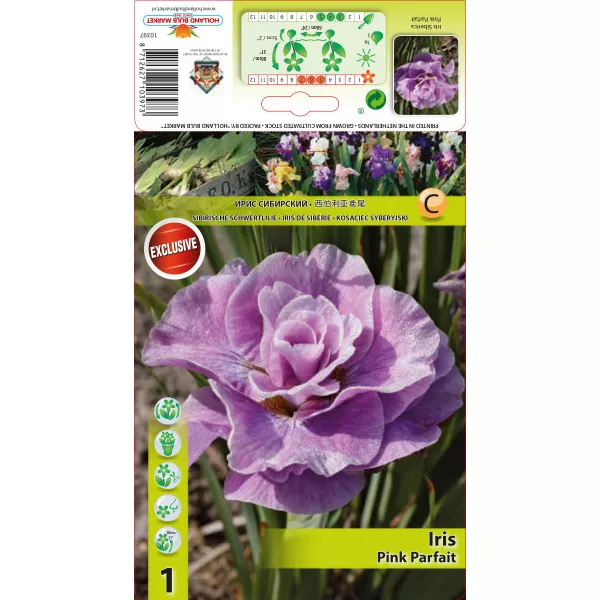 Iris siberian Pink Parfait