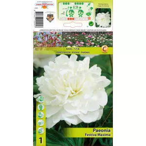 Bujor Festiva Maxima